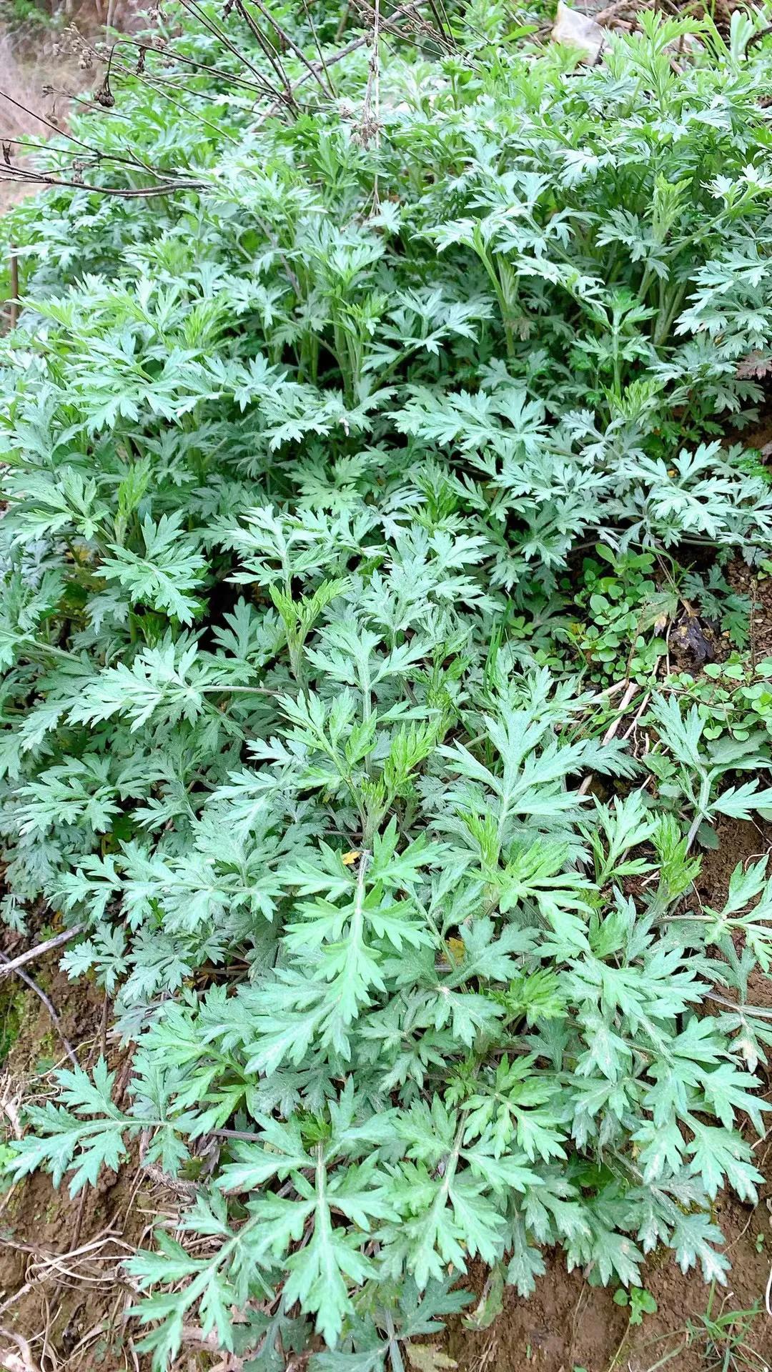 41种常吃的野菜,人间至味～你认识哪个野菜呢?