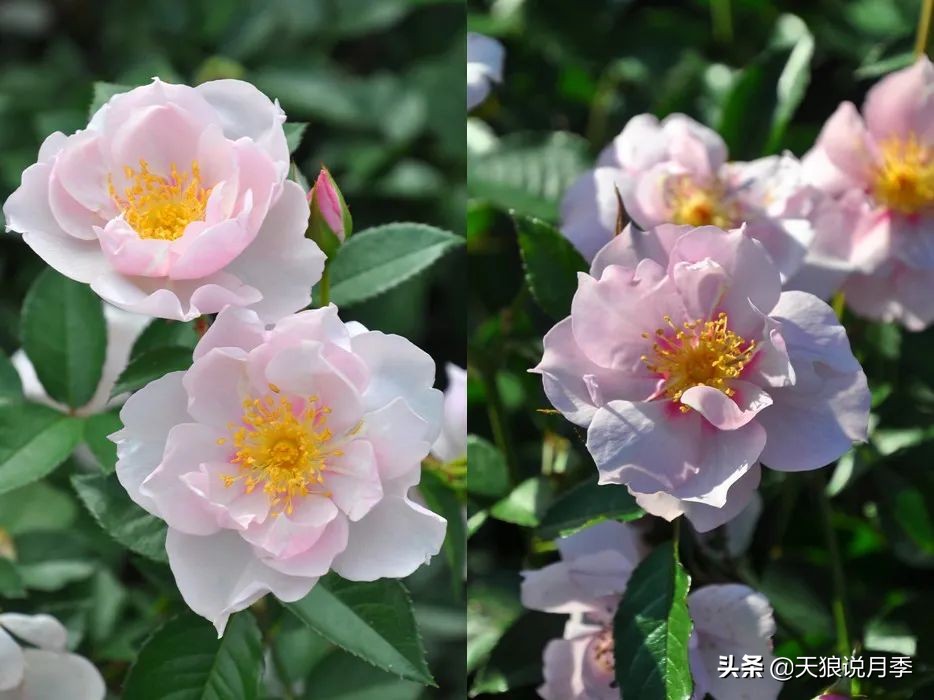 2020世界新品月季大赏，一起来看看都有哪些值得期待的新品种