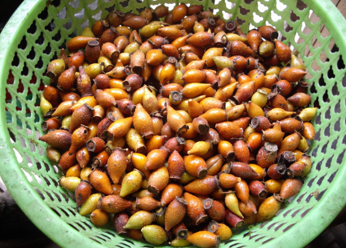 糖罐子学名叫金樱子