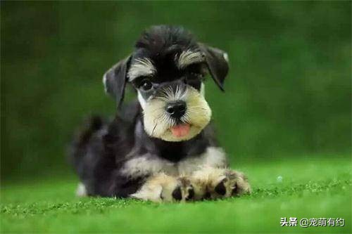 怎么挑雪纳瑞幼犬(纯种雪纳瑞有三种颜色，你最喜欢哪种颜色的？)
