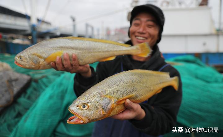 从喂鸡喂鸭到一条11万，我国狠心流放30年，为何还救不起一条鱼？