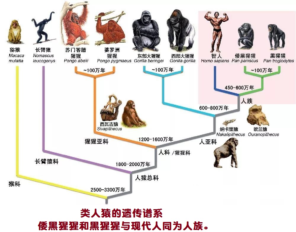 看《猿族崛起》，话人类“近亲”——人与猿的相同与不同（2）