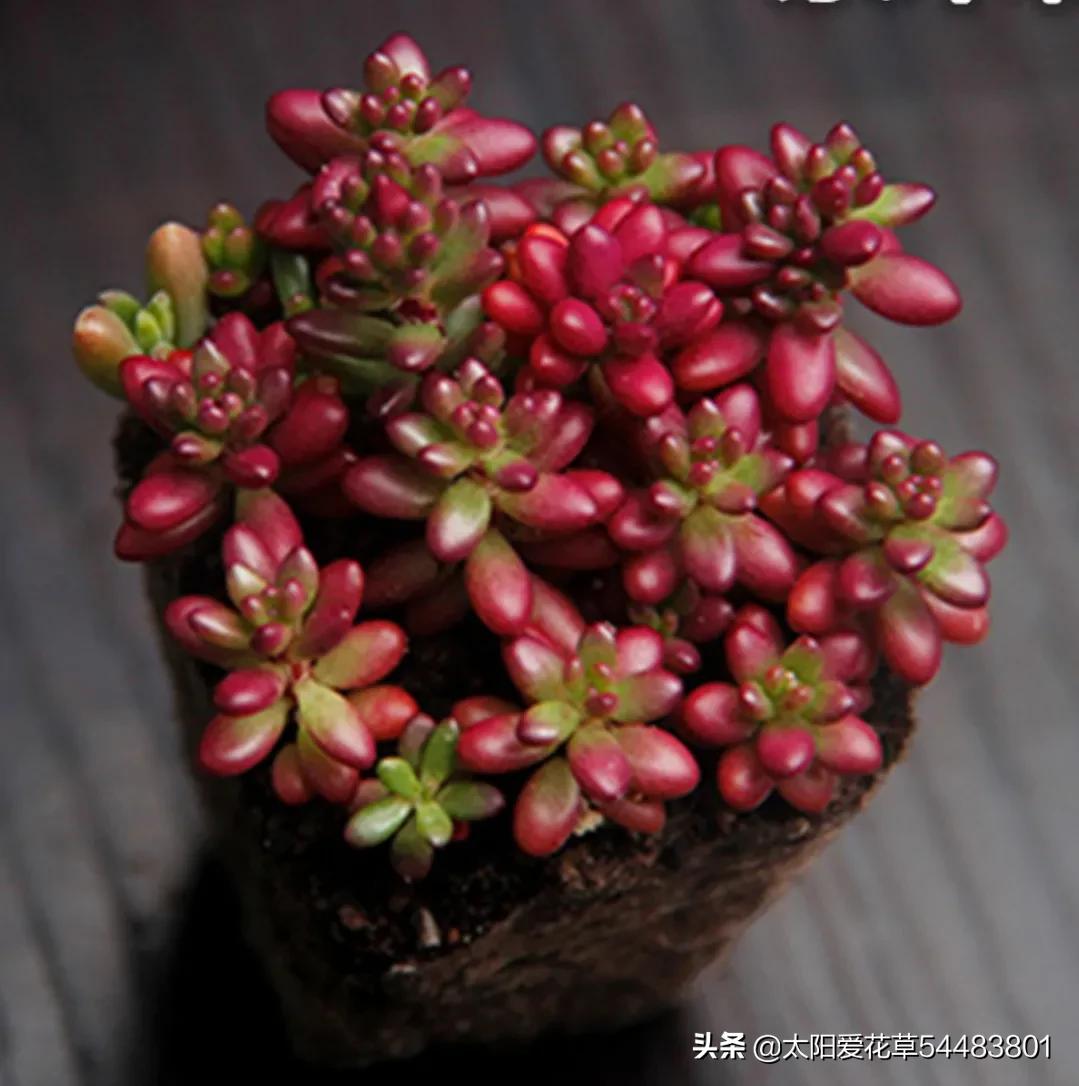 紫米粒多肉植物怎么养(紫米粒多肉植物怎么养视频)-币圈之家