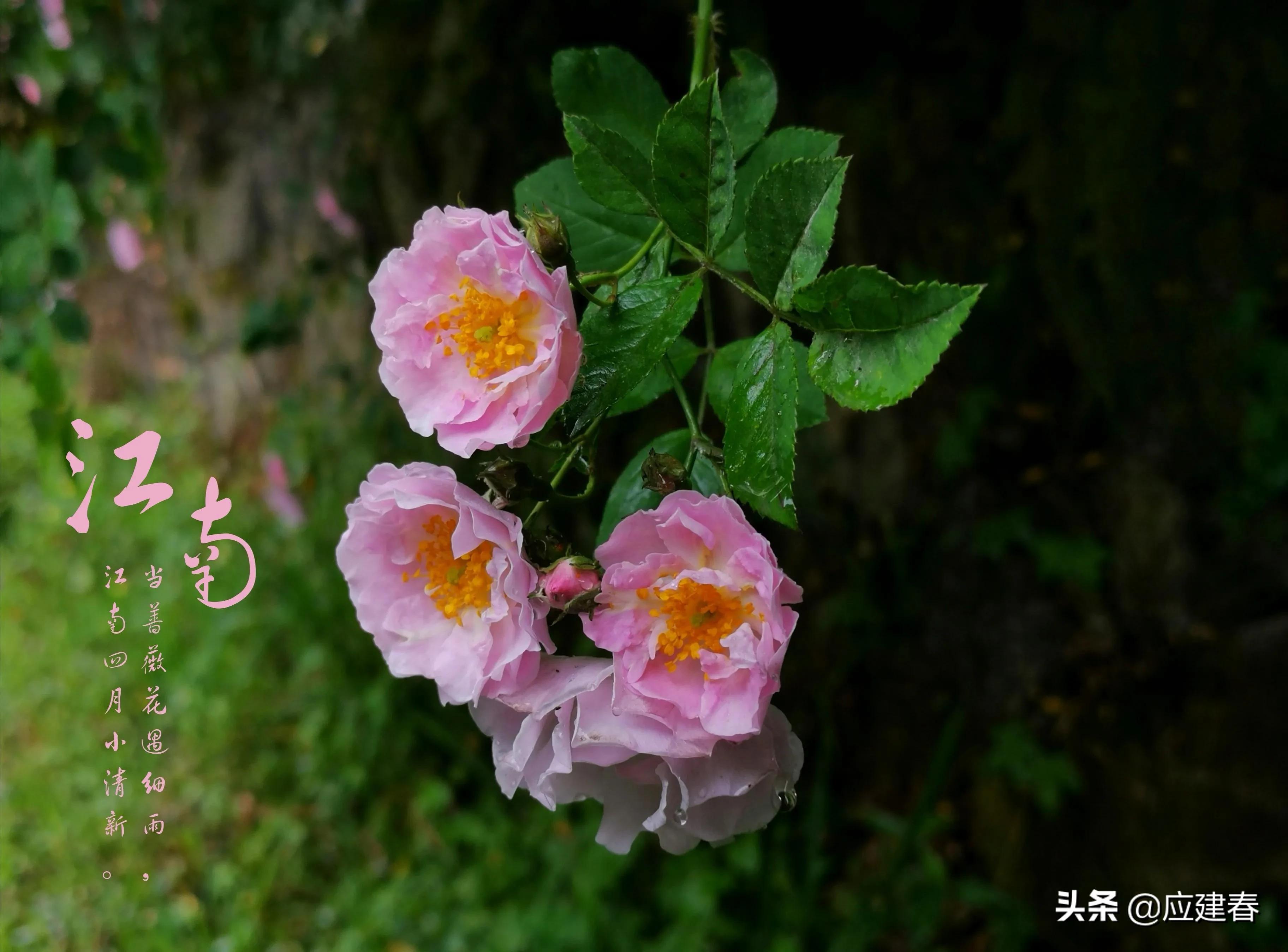 「散文」当蔷薇花遇细雨，江南四月小清新