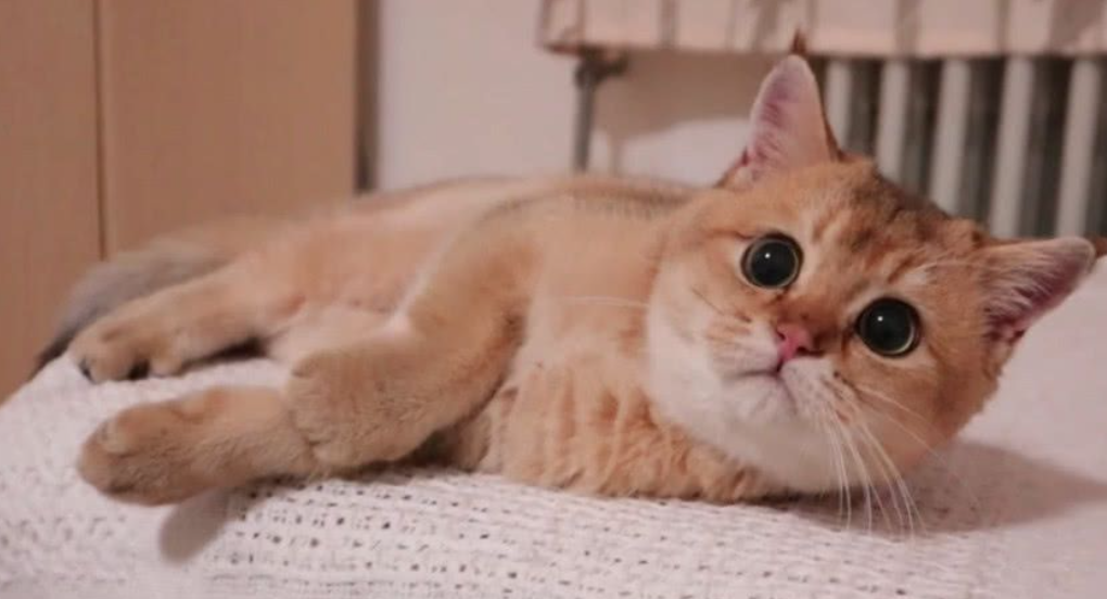 猫咪常见的6种撒娇方式，你体验过哪种？