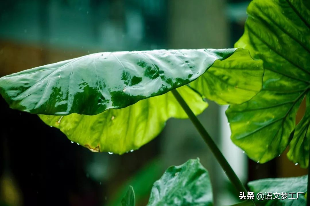 十首写夏雨的诗词，给你带来夏日的凉爽，更带来别样的美丽