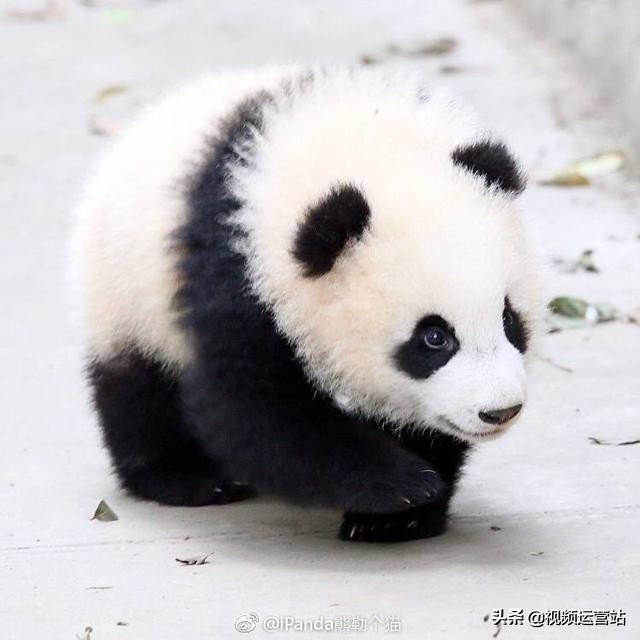 有哪些形容熊猫可爱的句子?