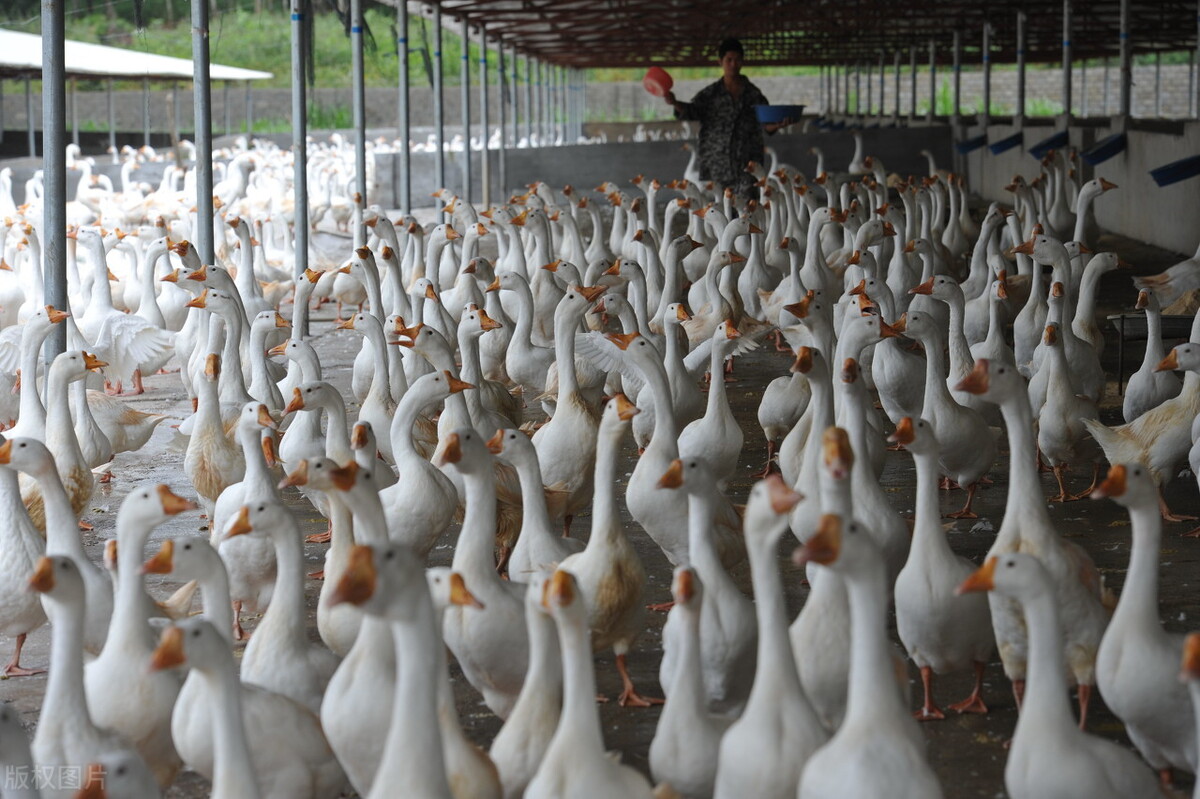 今日四月份鹅种蛋价格「鹅种蛋价格 今日价全国」