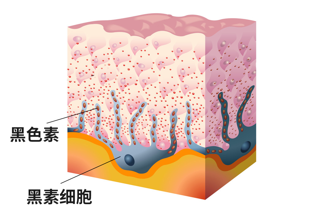 长毛的痣是什么痣(身上有一根毛特别长，是长寿象征，还是癌变前兆？)