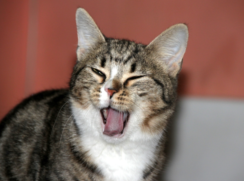 猫咪突然打嗝，看起来很滑稽，但你了解猫咪打嗝的那些事吗？