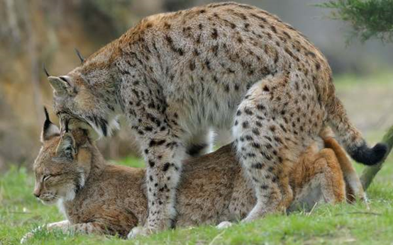 交配姿势大全图片动物(雄性猫科为何要长倒刺) - 赤虎壹号