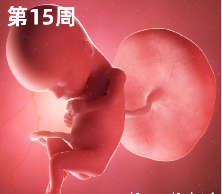 孕八个月胎儿图片欣赏(一组高清过程图告诉你) - 赤虎壹号