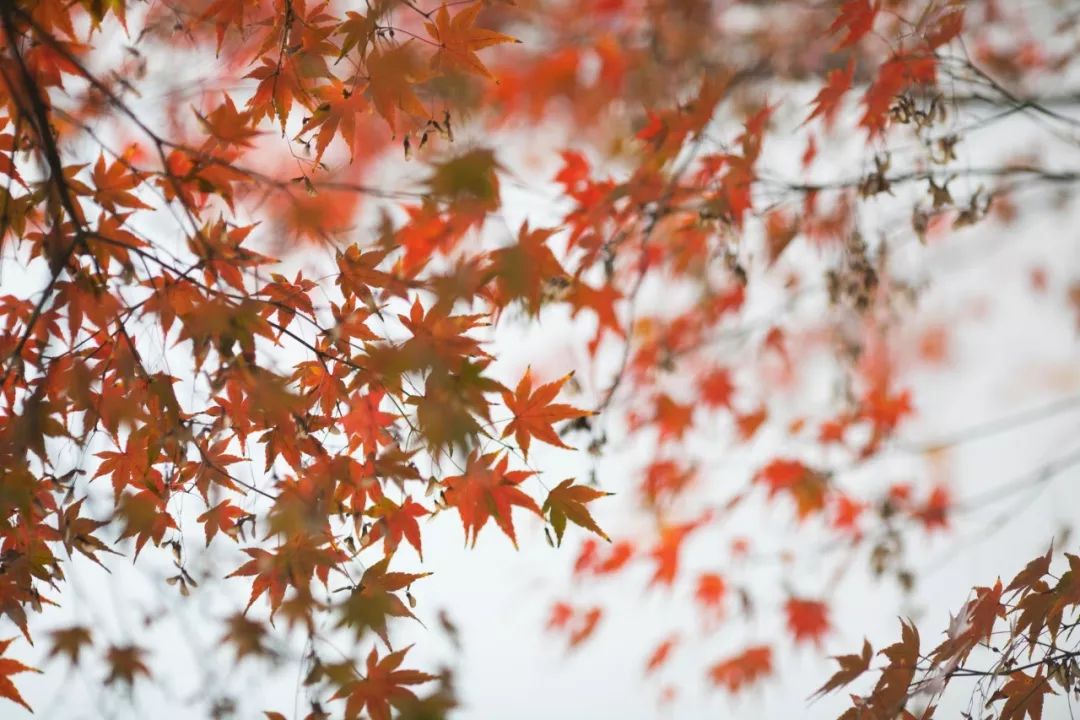 这十首诗，写尽秋天的美