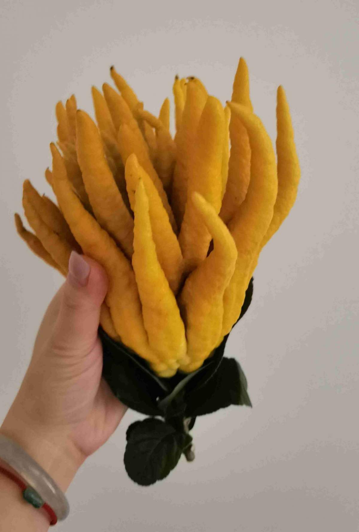 花草的图片大全（100种常见花图鉴一览表）