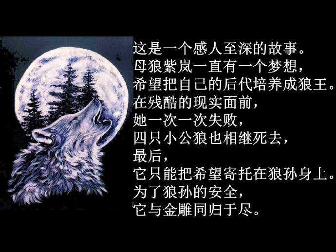 从《狼王梦》看紫岚的狼性精英教育
