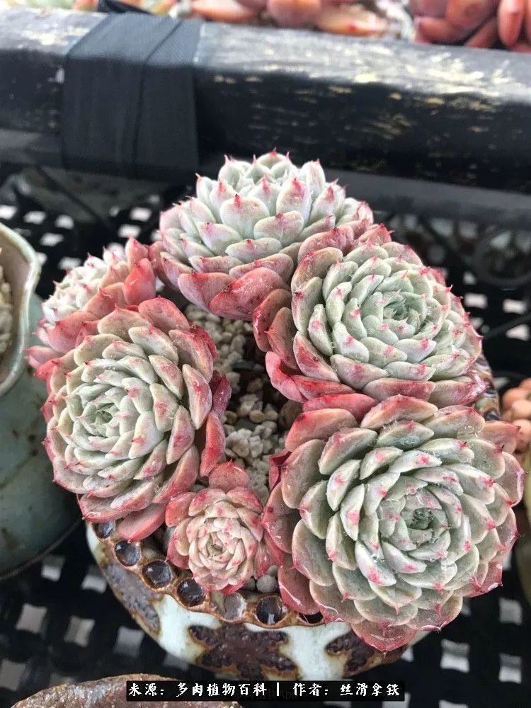 雪融花:雪中赏多肉,瑞雪兆丰年!