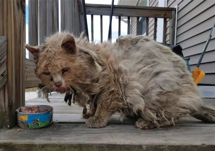 遇见流浪猫可以喂什么（没有猫粮的情况下喂猫吃什么）-第2张图片-巴山号