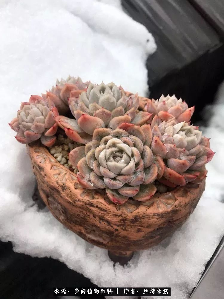 雪融花:雪中赏多肉,瑞雪兆丰年!