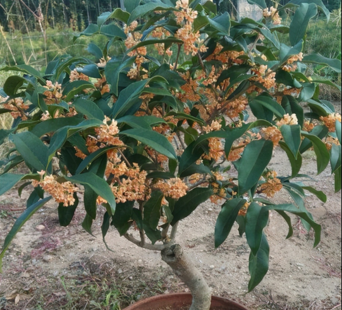 桂花樹怎麼養(桂花樹怎麼養才開花多)