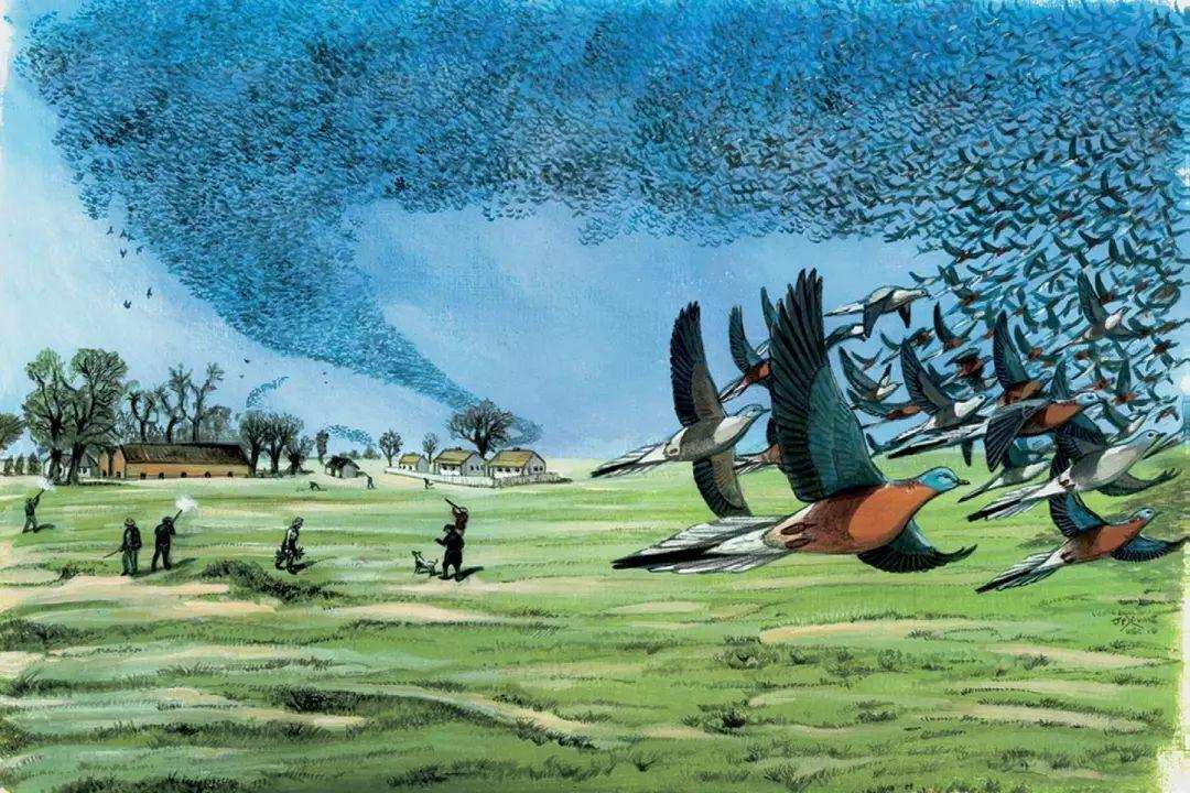 香蕉是草？体型高大的“香蕉树”为什么会被列为草本植物？