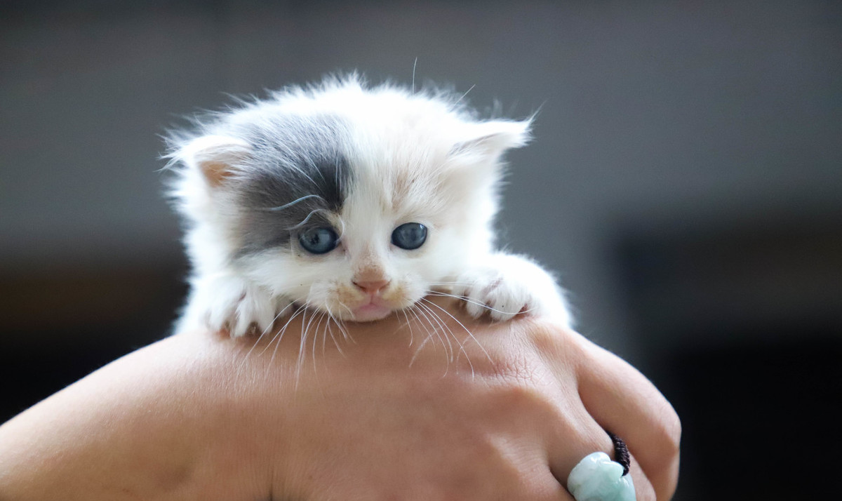 这几种疫苗，猫根本没必要打，尤其是狂犬疫苗