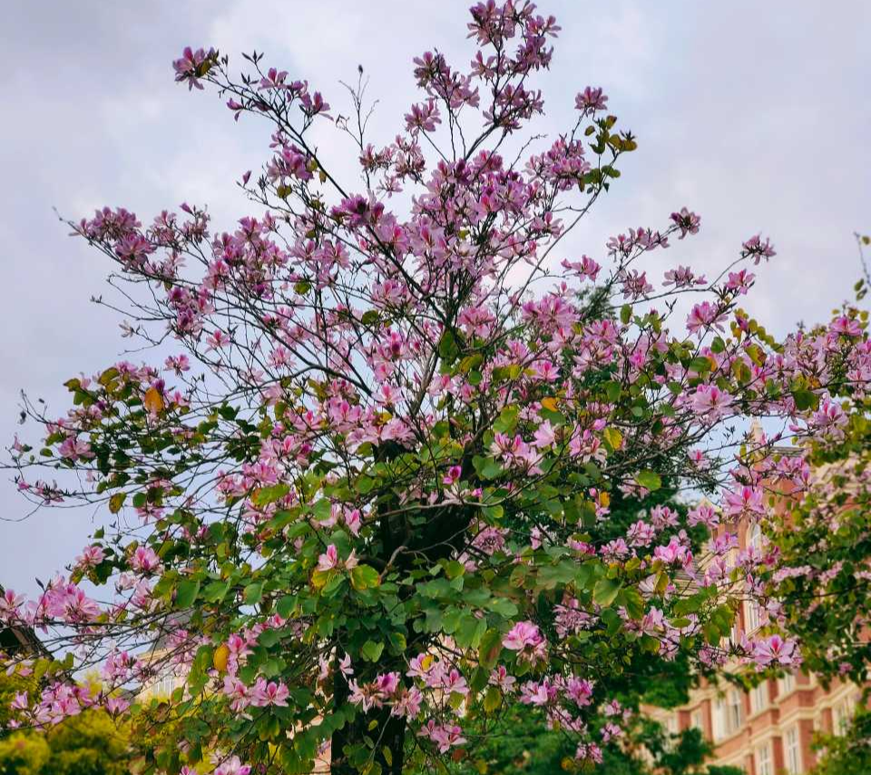 专升本比例高达80%，四川最美大学等你来