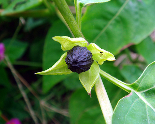 紫茉莉种子种植方法（紫茉莉的盆栽种植步骤）