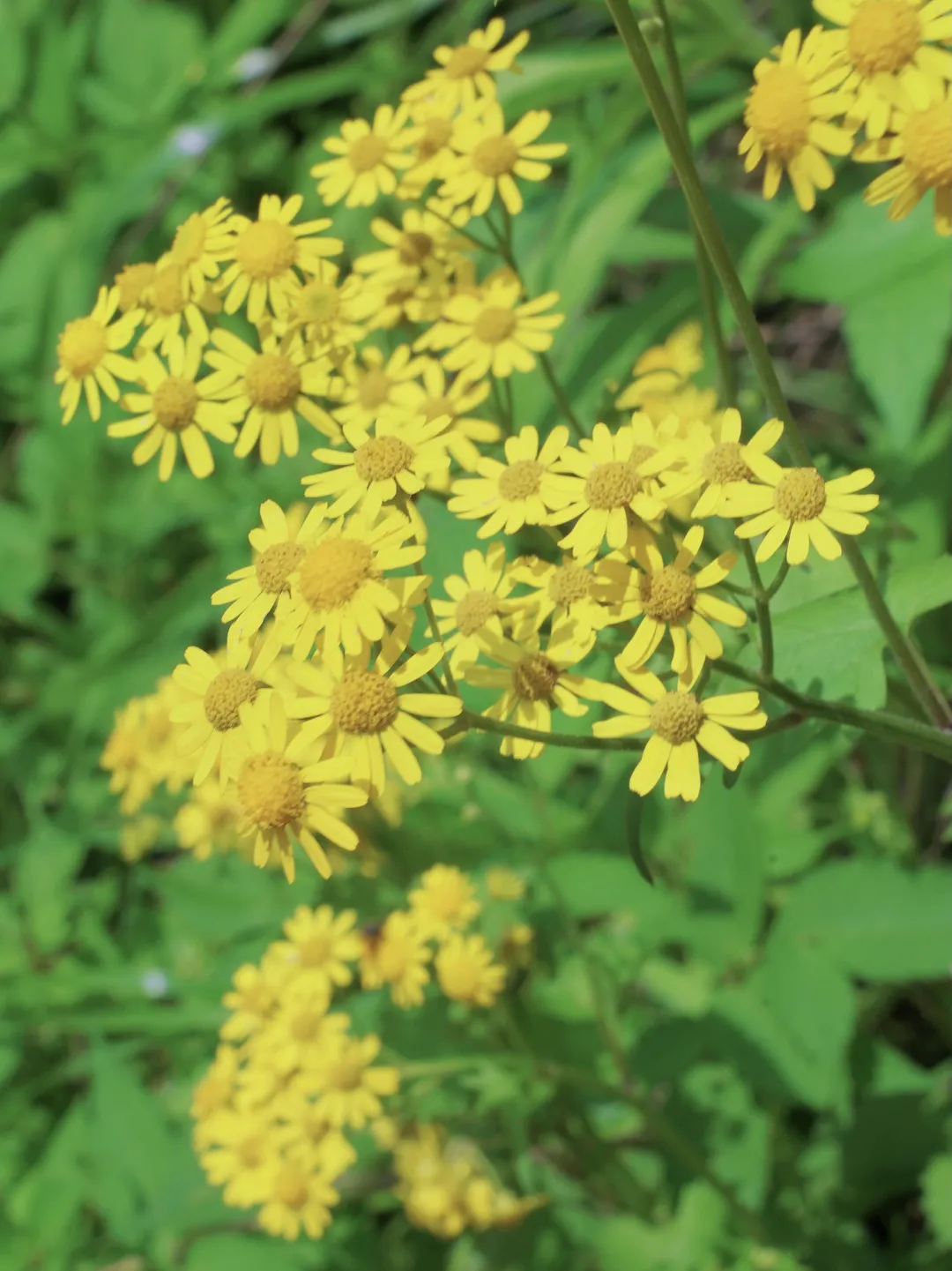 去看故事里的小黄花!初夏小雏菊,美的像童话