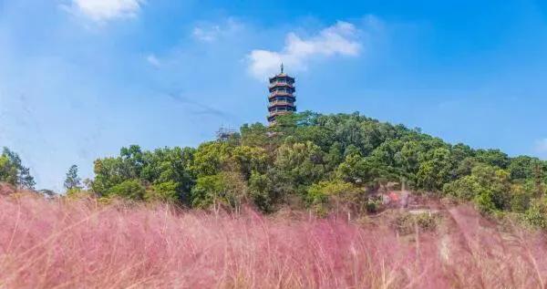 深圳哪里有足球比赛看免费的(深圳十大免费花海公园)