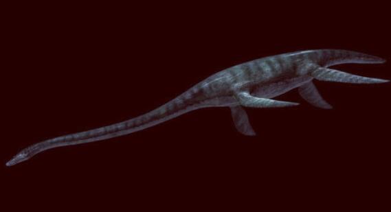 海蛇图片(永良部海蛇图片) - 武陵观察网