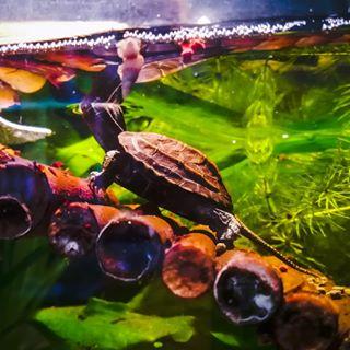 又到了乌龟即将冬眠的时候了！该如何准备？