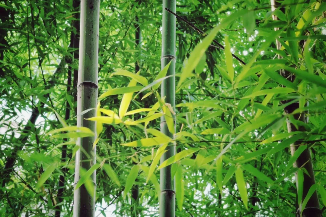 诗词 | 风也萧萧，雨也萧萧，诗词里多萧萧