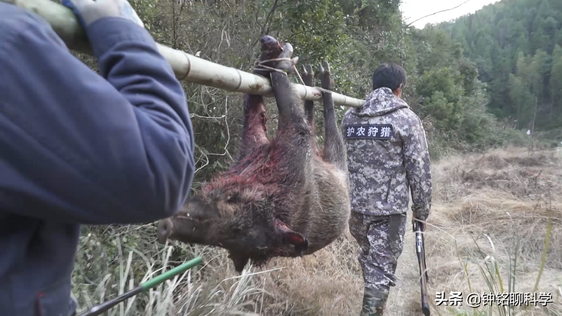 野猪怎么打,