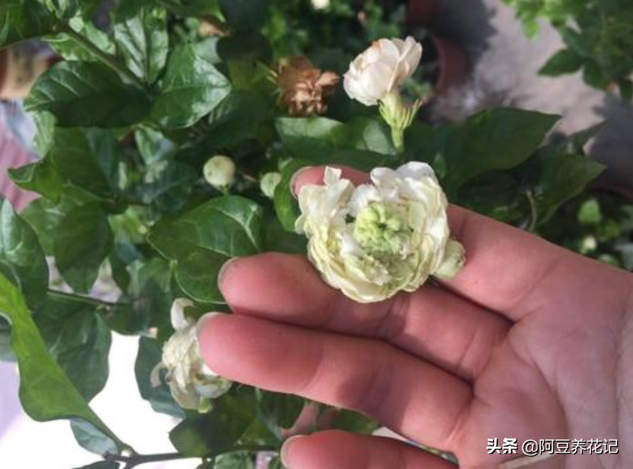 茉莉花樹的壽命(4招養出老樁茉莉樹幹形態優雅)