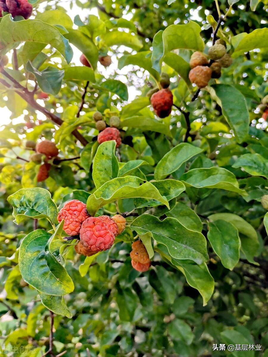 拓木树又叫什么树,柘木北方叫什么树