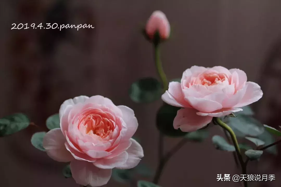 瑞典女王月季一年开几次花（瑞典女王的多年记录及讲解）