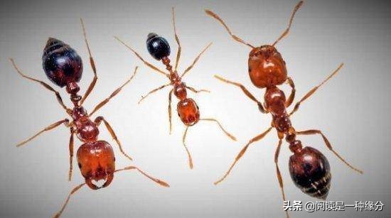 世界上最毒的十大昆虫:喜欢野外徒步的国人注意了！