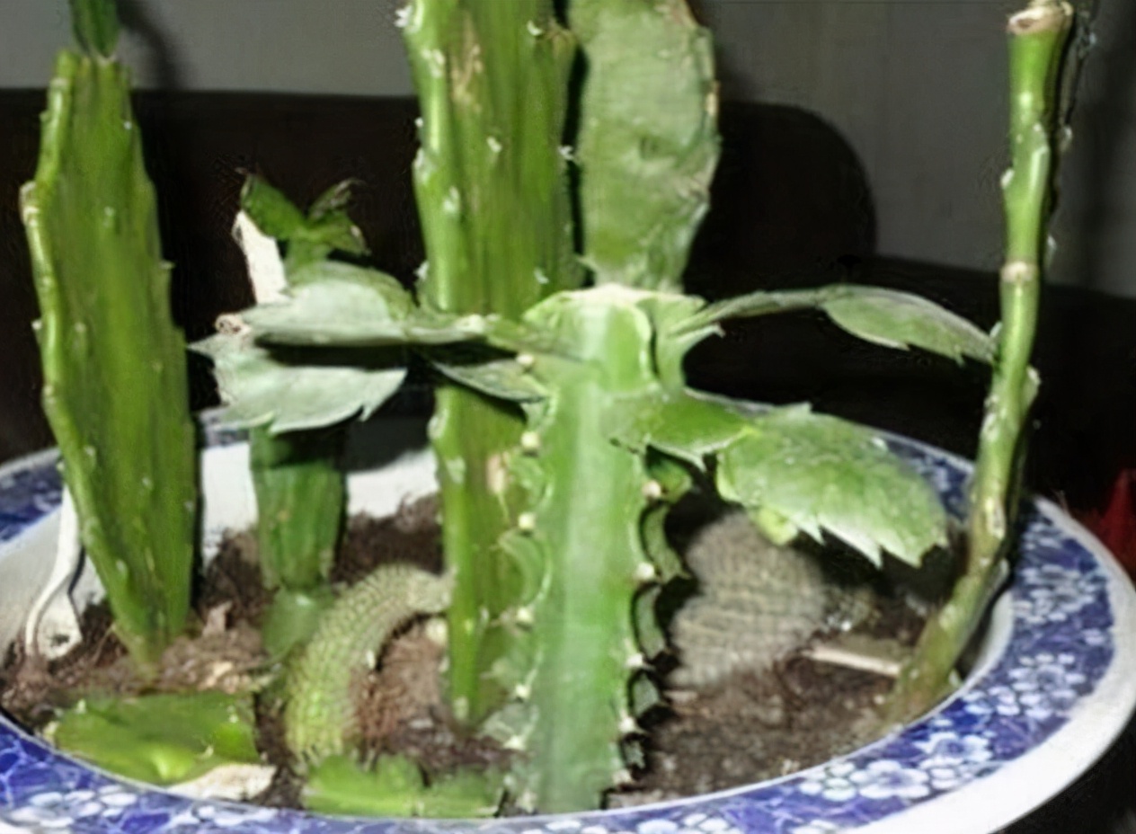 龙骨花什么季节修剪打顶合适，花娘说出了答案，修剪诀窍就在这里