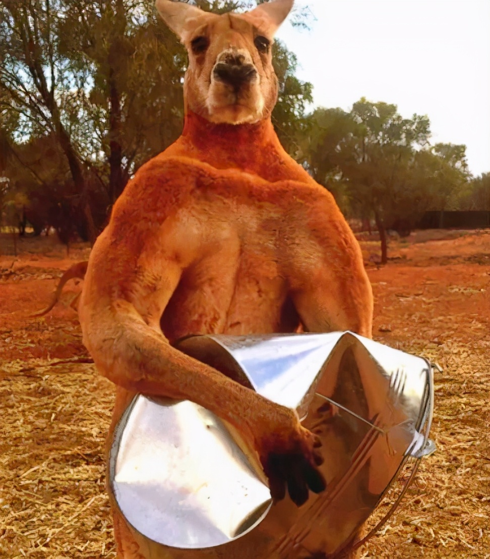 可别被袋鼠的外表欺骗了