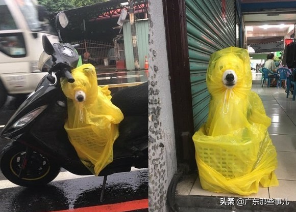 世界杯队员漏鸟(边境牧羊犬穿轻便雨衣露一个鼻子，网友爆笑：芝麻街大鸟姐姐？)