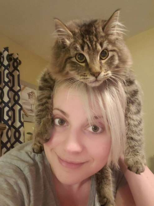 帽子里的猫(这是一只用生命在扮演帽子的猫咪，有时还会当项链)