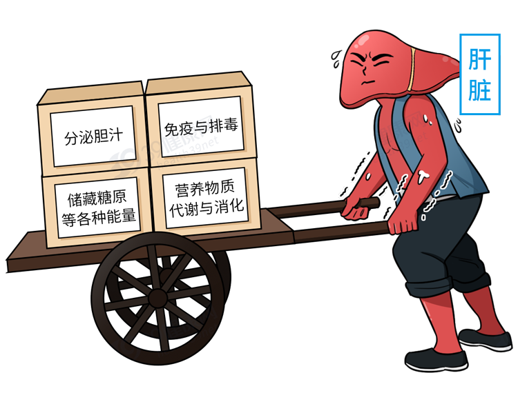 养肝就是养命！盘点3大「养肝食物」，吃对一个，肝脏也来感谢你