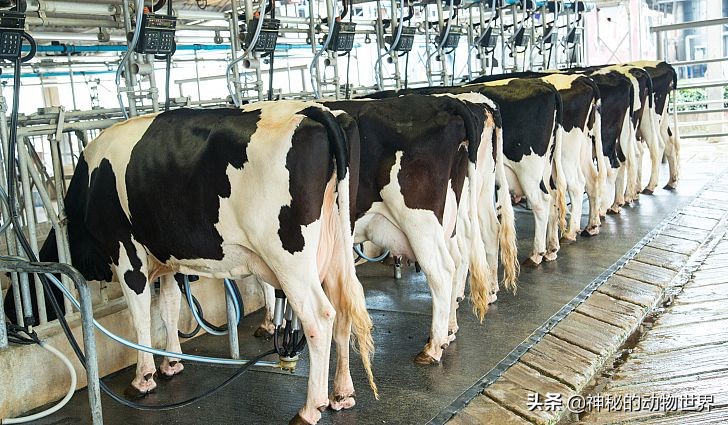 公奶牛产奶吗公奶牛产奶吗百度百科