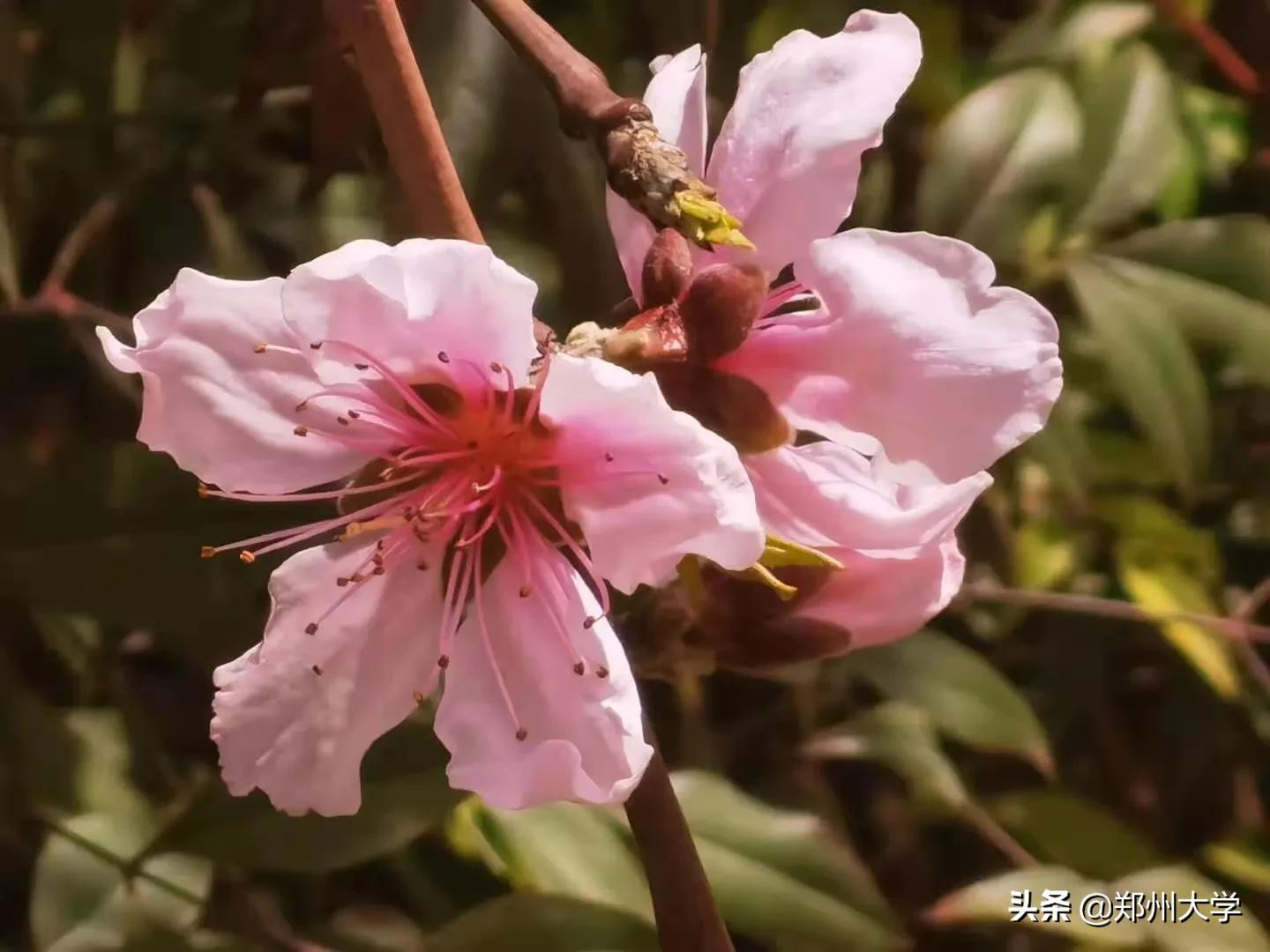 绝美！快来评选你心中最美的郑大“校花”