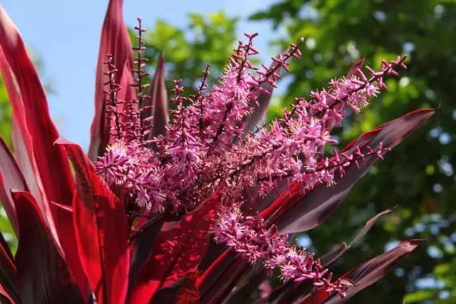 红色富贵竹怎么养才长得好红色富贵竹怎么养