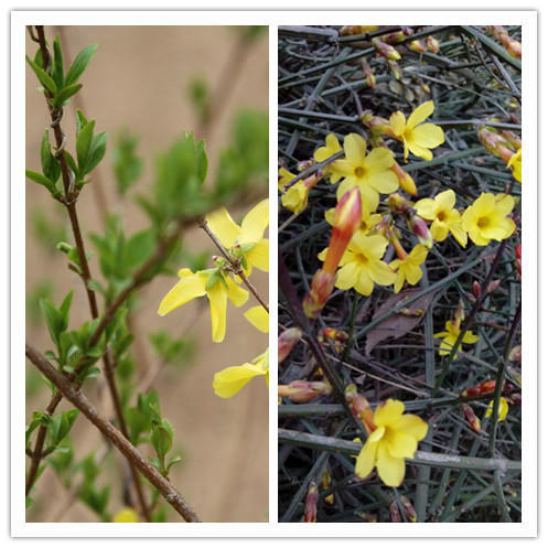 迎春花连翘花区分（迎春花和连翘快速区分方法）