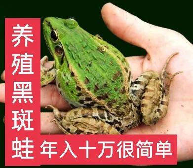 黑斑蛙养殖,黑斑蛙养殖的最新消息