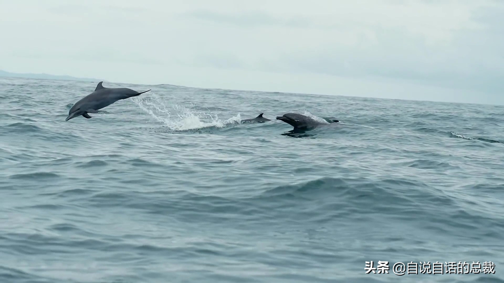 海怪图片(5种比巨齿鲨还恐怖的海怪，背后隐藏着一个人类起源的故事)