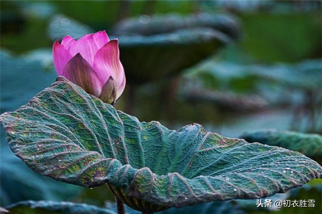 赏读李白的古风：秋花冒绿水，密叶罗青烟