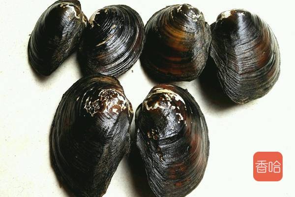 河蚌最好吃的做法，炖之前多做这一步，肉不老也不腥，非常下饭